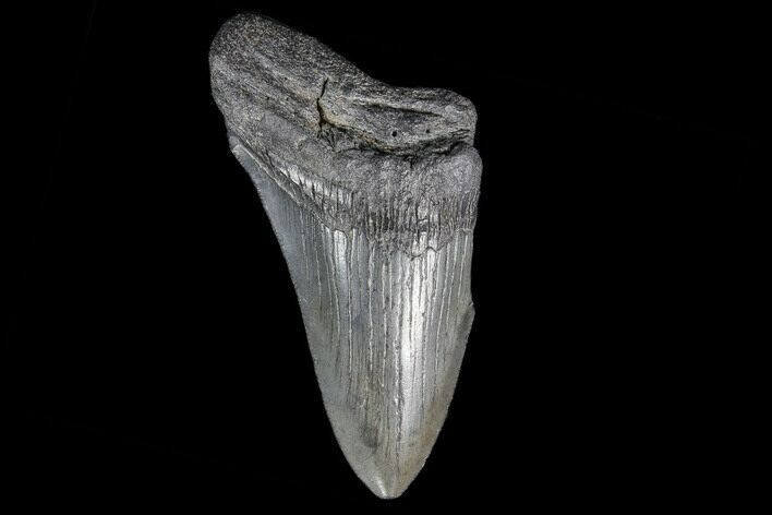 Partial, Fossil Megalodon Tooth #89032